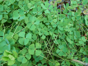 Marsilea quatrifolia