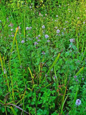 Mentha aquatica