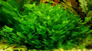 Plante in vitro pour aquarium : Monosolenium Tenerum