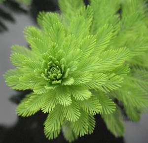 Myriophyllum aquaticum