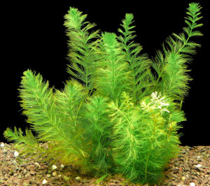 Myriophyllum hippuroides