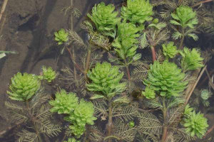 Myriophyllum oguraense