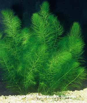 Myriophyllum pinnatum