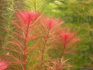 Myriophyllum tuberculatum