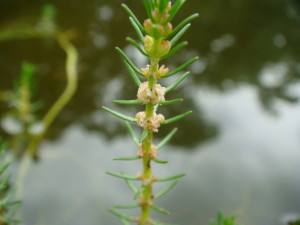 Myriophyllum ussuriense