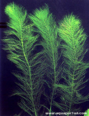 Myriophyllum verticillatum