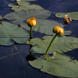 Nuphar advena