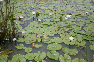 Nymphaea micrantha