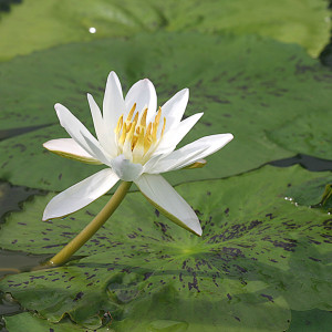 Nymphaea pubescens