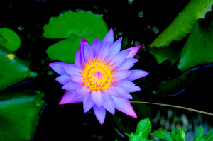 Plante nymphaea stellata (nénuphar indien) : fiche complète, paramètres,  volume, maintenance en aquarium