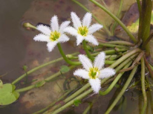 Nymphoides humboldtiana