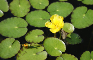 Nymphoides peltata