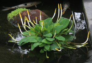 Orontium aquaticum