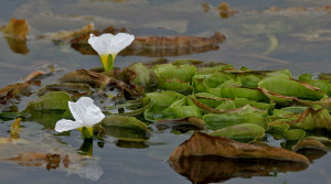 Ottelia alismoides