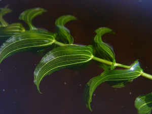Potamogeton  perfoliatus