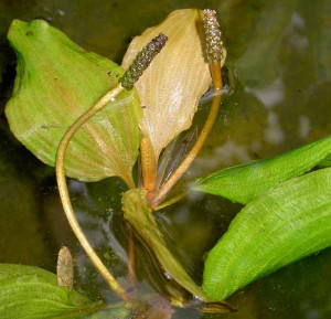 Potamogeton coloratus