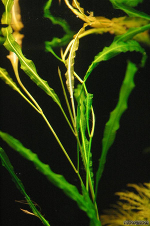 Potamogeton wrightii