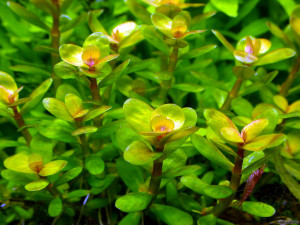 Rotala indica