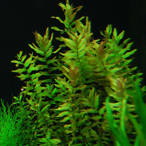 Rotala macrandra