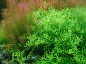 Rotala sp.