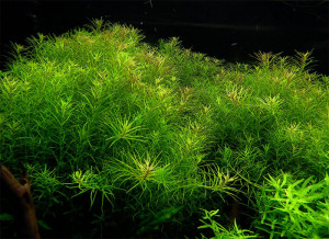 Rotala sp. 'Nanjenshan'