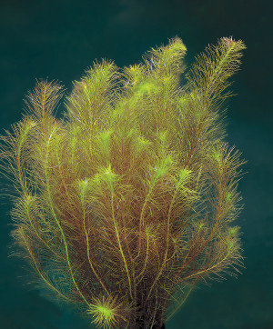 Rotala wallichii