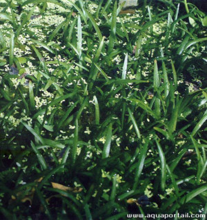 Sagittaria eatonii