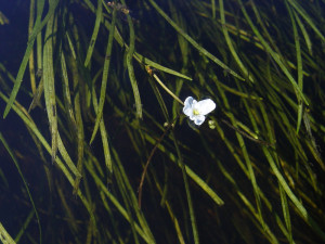 Sagittaria filiformis