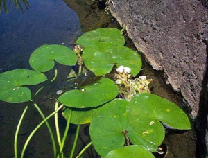 Sagittaria guyanensis