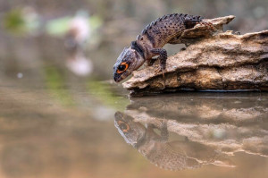 Tribolonotus gracilis