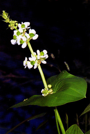 Sagittaria latifolia