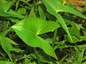 Sagittaria montevidensis