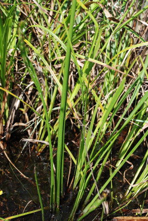 Sagittaria papillosa