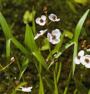 Sagittaria sagittifolia