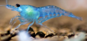 Caridina Blue Aura