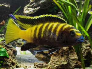 Pseudotropheus Flavus