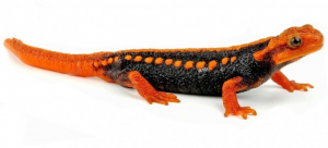 Tylototriton shanorum