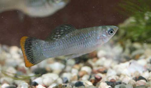 Poecilia mexicana