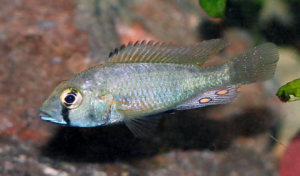 Astatotilapia flaviijosephi