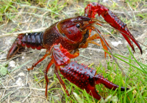 Procambarus clarkii