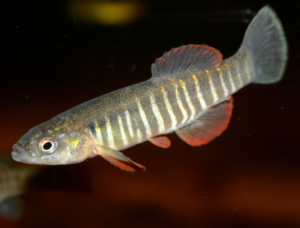 Fundulus zebrinus