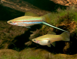 Xiphophorus hellerii