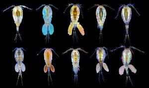 Copepoda spp