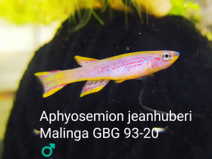 Aphyosemion jeanhuberi