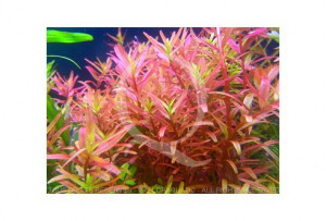 Rotala Yao Yai