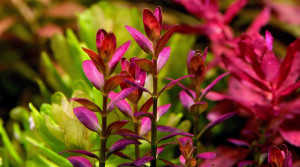 Rotala Ramosior Florida