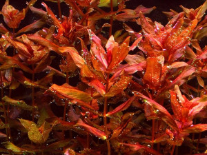 Rotala macrandra