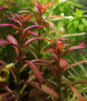 Rotala Ramosior Sunset