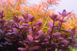 Bacopa salzmannii purple