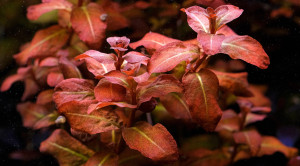 Ludwigia Senegalensis